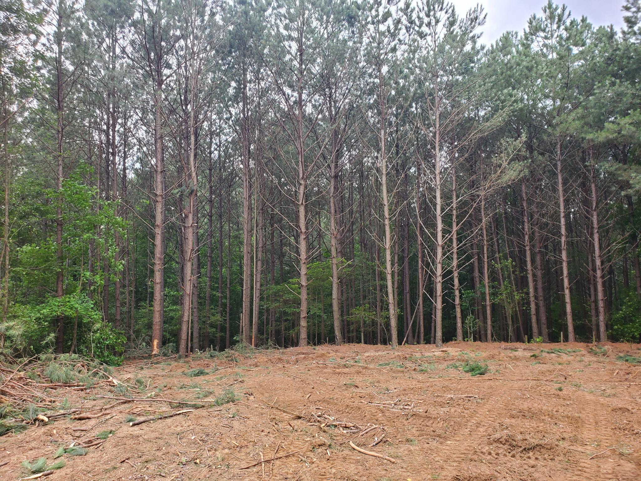 Clearing in progress